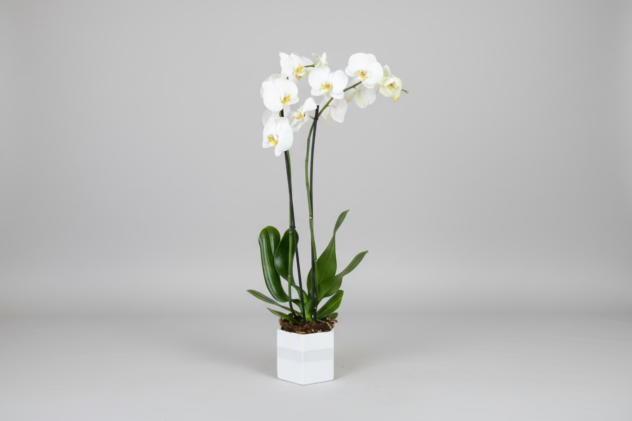 Orquidea