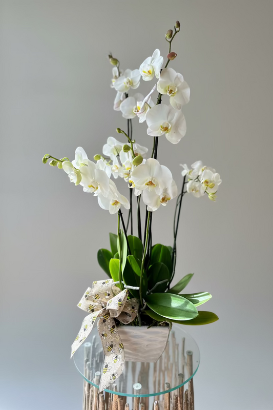 Arreglo de 3 orquídeas