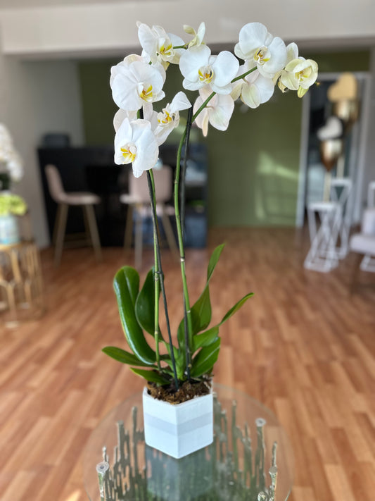 Orquidea