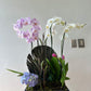 Cofre de orquídeas