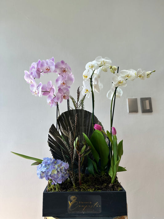 Cofre de orquídeas